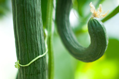 Agurkplanten er en slyngplante.